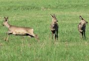Roe deer in a grassland area